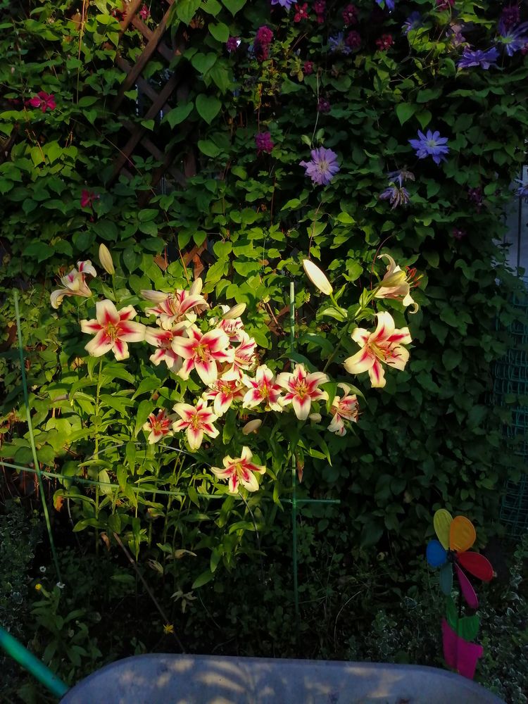 Photograph by Serafima Futliarova