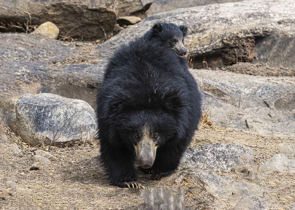 Photograph by Ebenazar Isaac