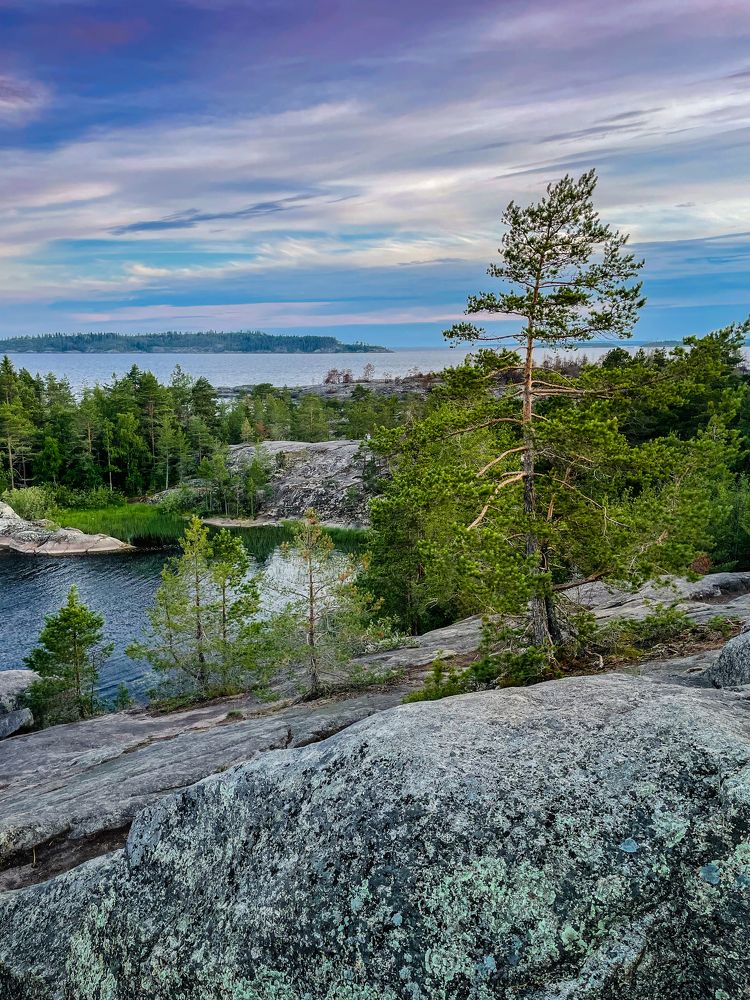 Цепляясь корнями за скалы...