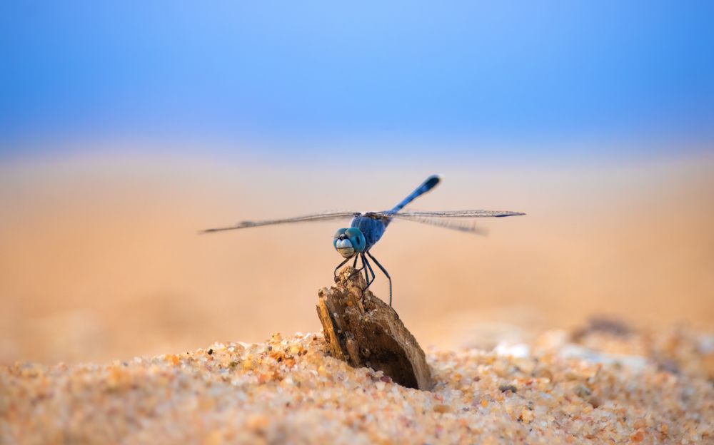 Photograph by Deepak KGK