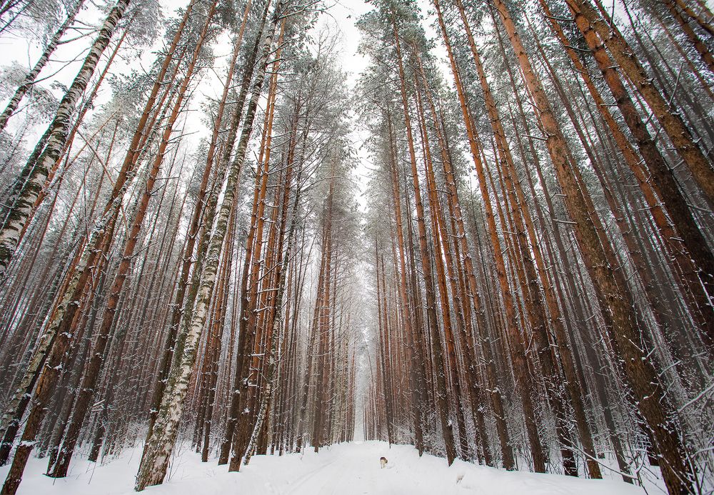 Photograph by Светлана Гущина