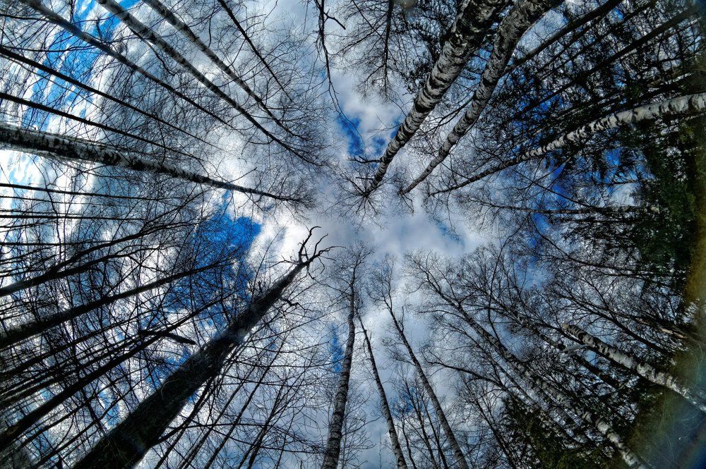 Взгляд вверх