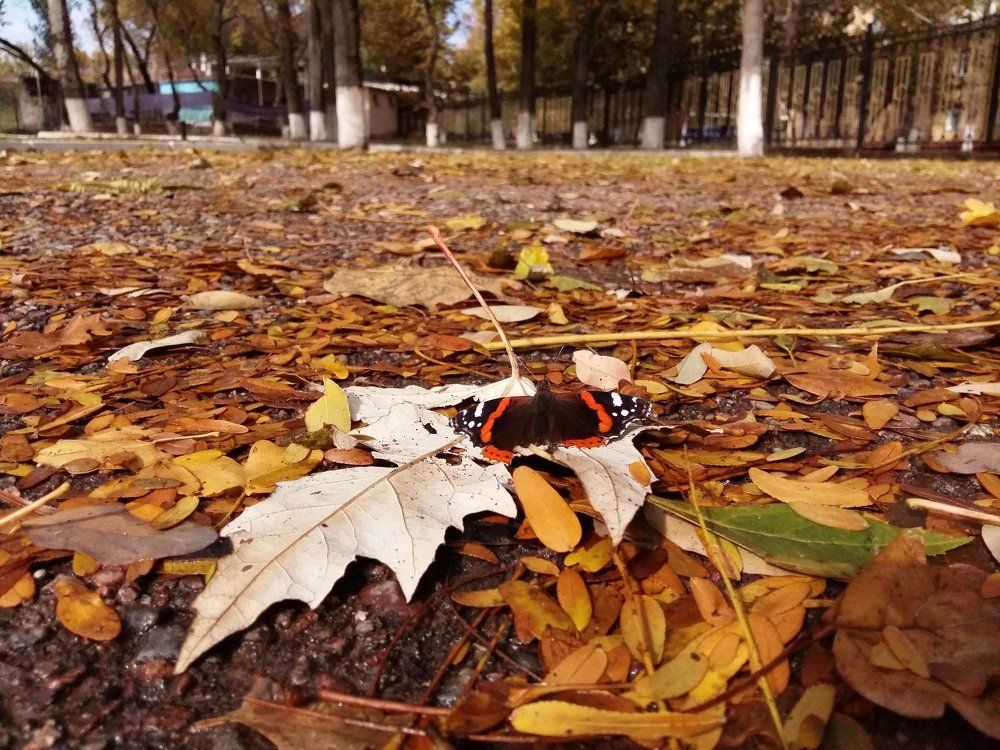 Жизнь прекрасна....