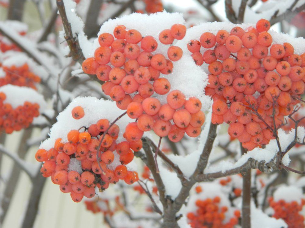 Первый Снег !