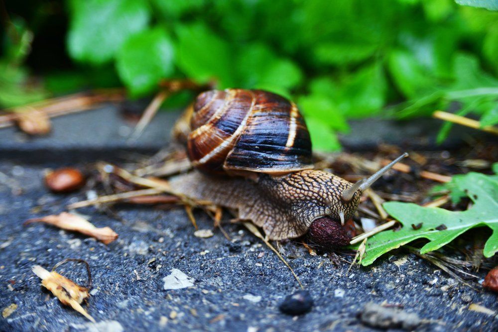 Виноградная улитка.
