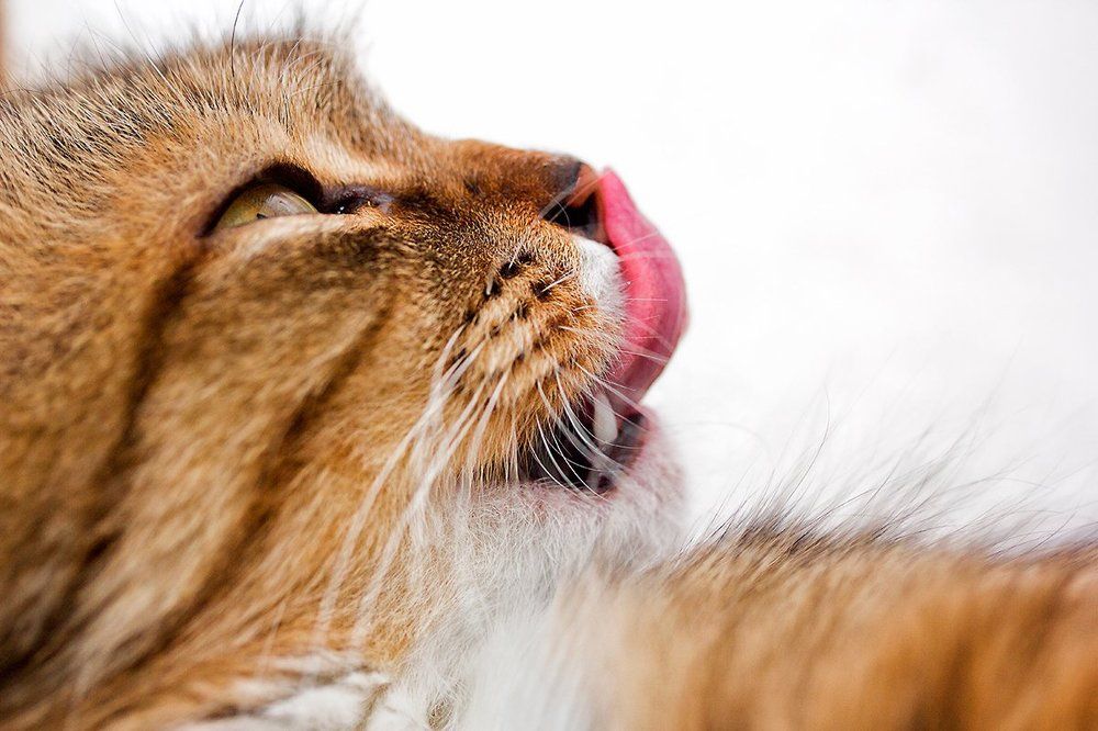 А ты так можешь ?!