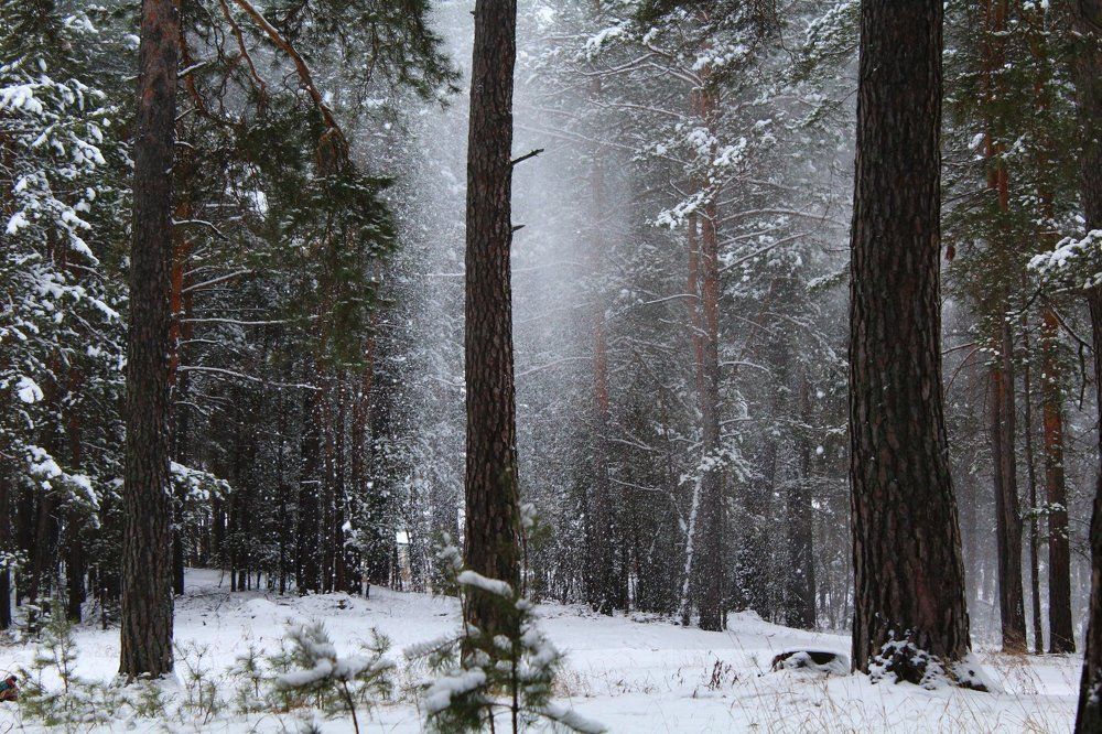 Зима в лесу
