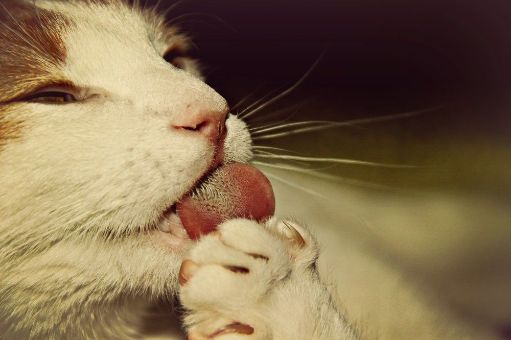 Photograph by Екатерина