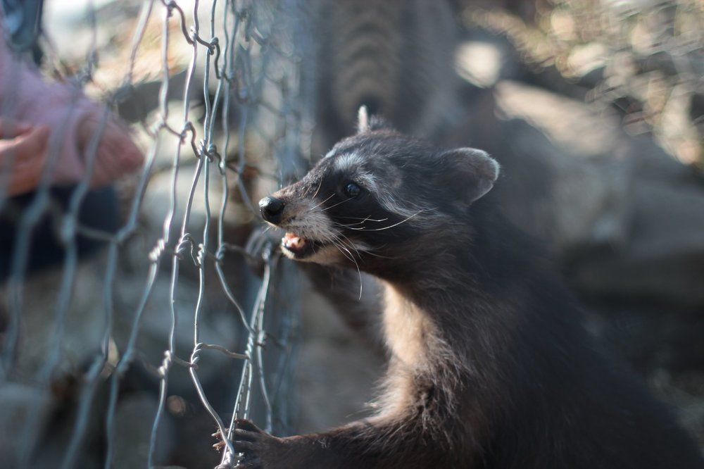 Клетка, голод, несправедливость