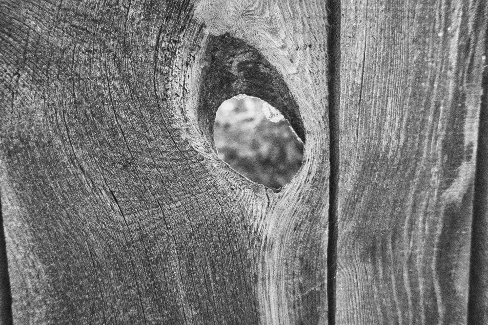 tree in hole