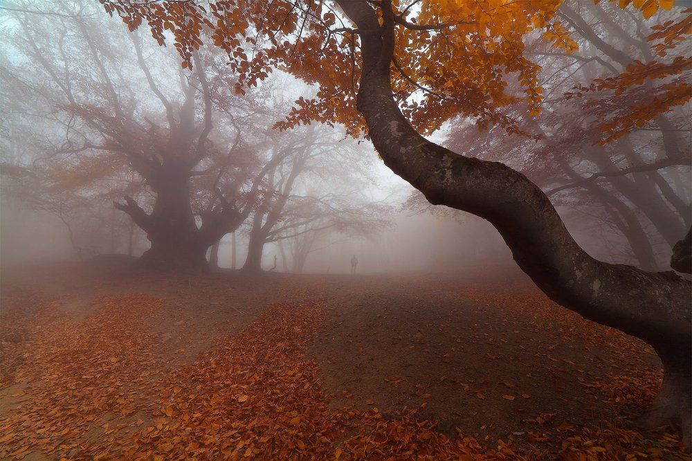 Сказки Осеннего Леса