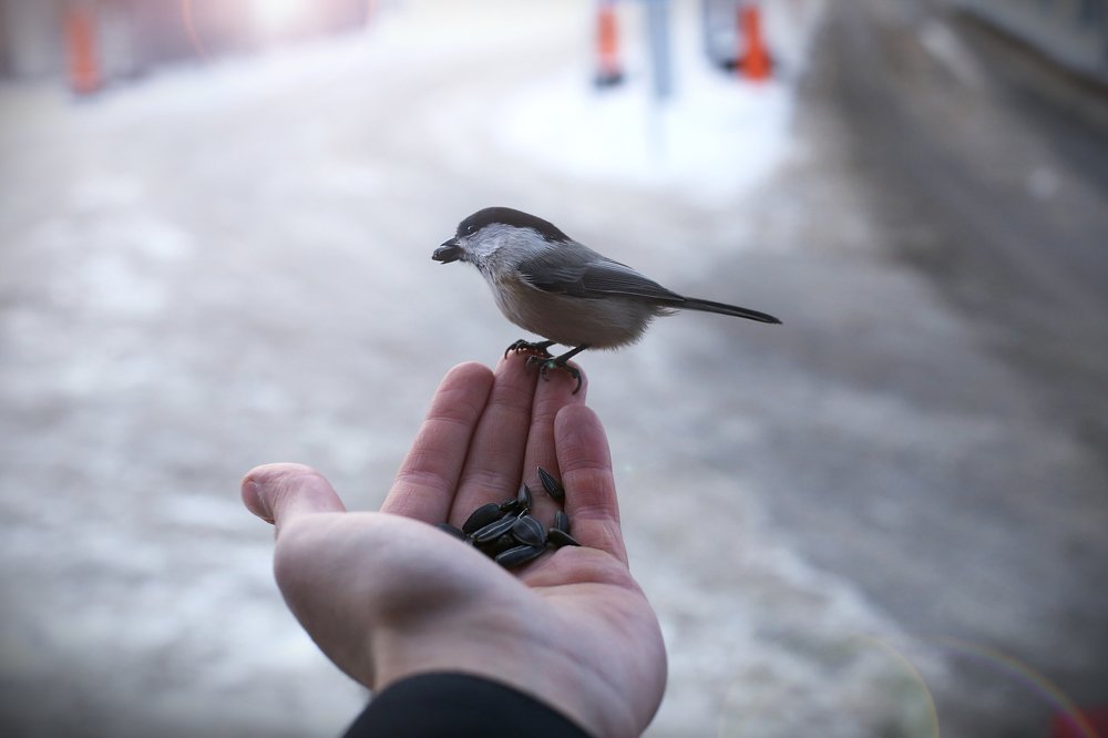 Хрум хрум хрум)
