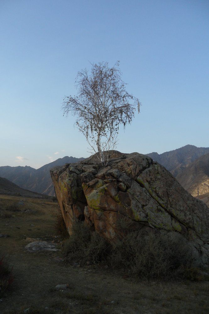 Алтай - СИЛА России