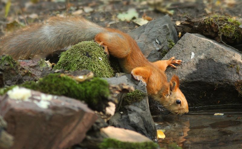 Viktor Sevidov, Ukraine