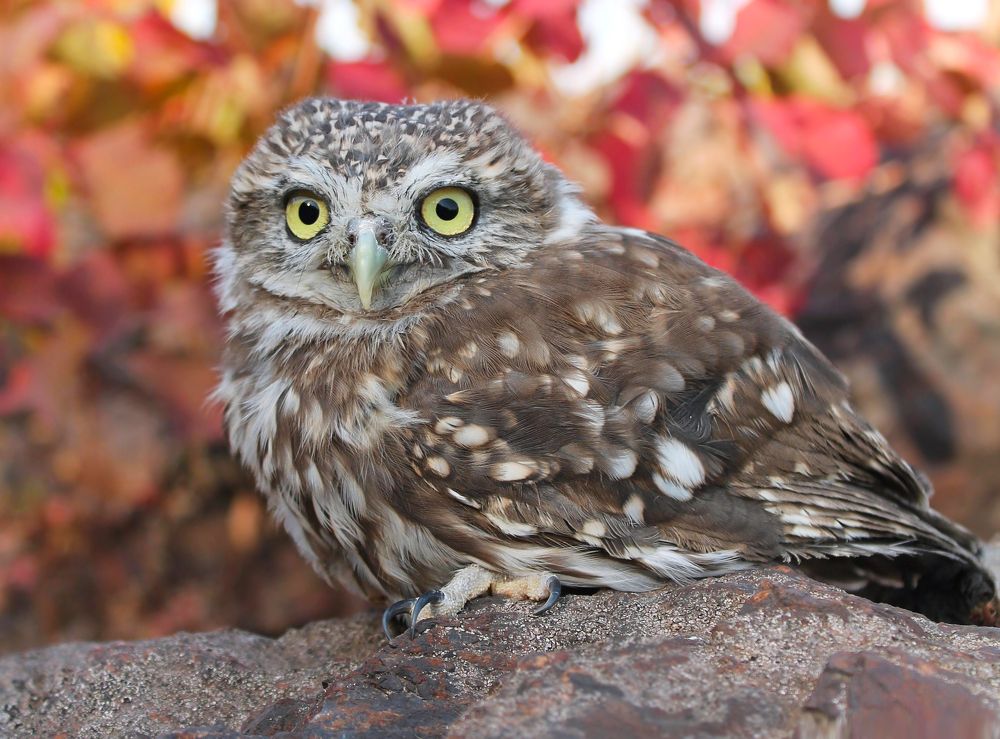 Домовой сыч.