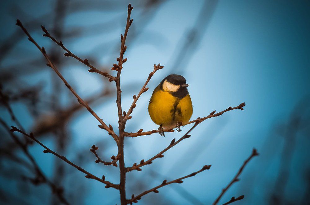 красота в простоте