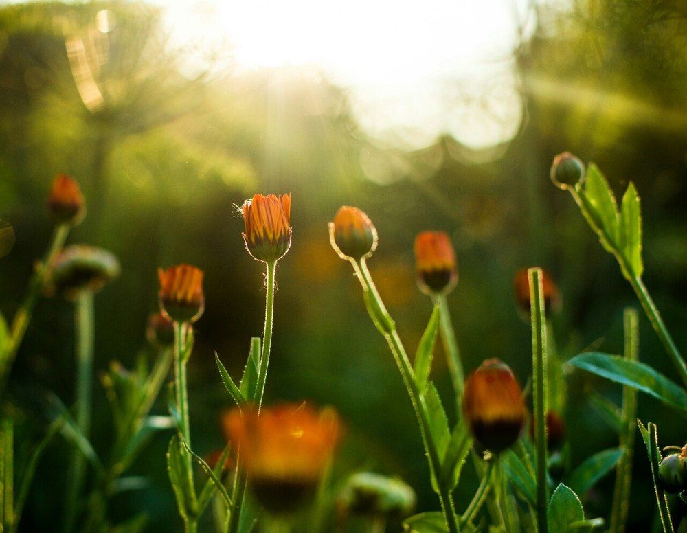 Просветление