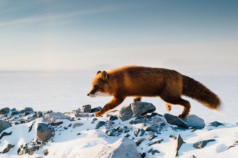 Evgeniy Trufanov, Russia