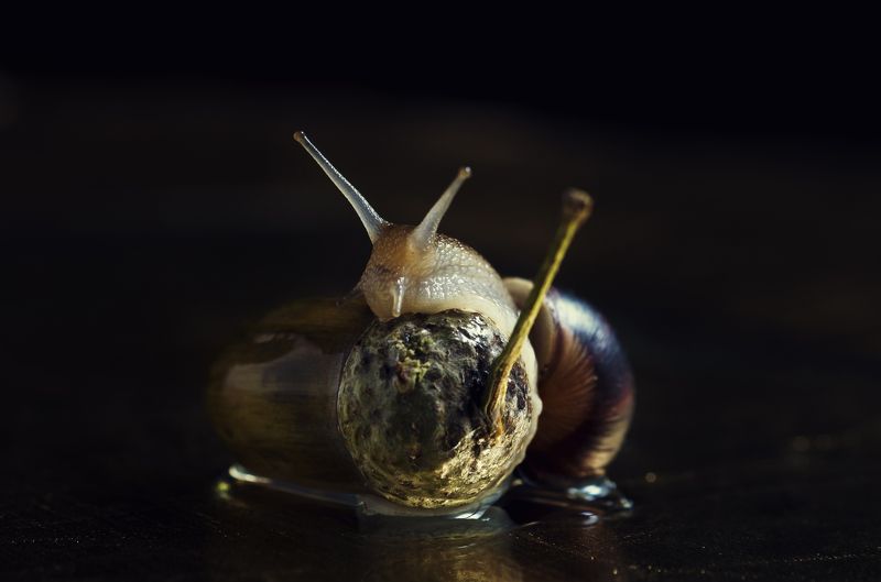 Андрей Черненко, Ukraine