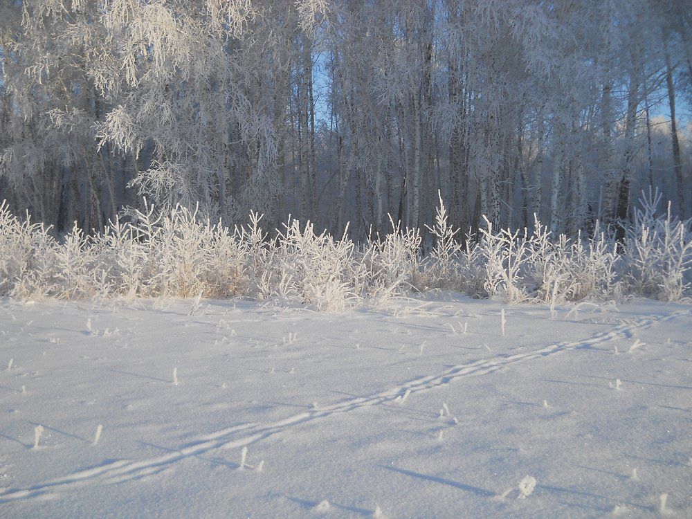 Photograph by албакова антонина петровна