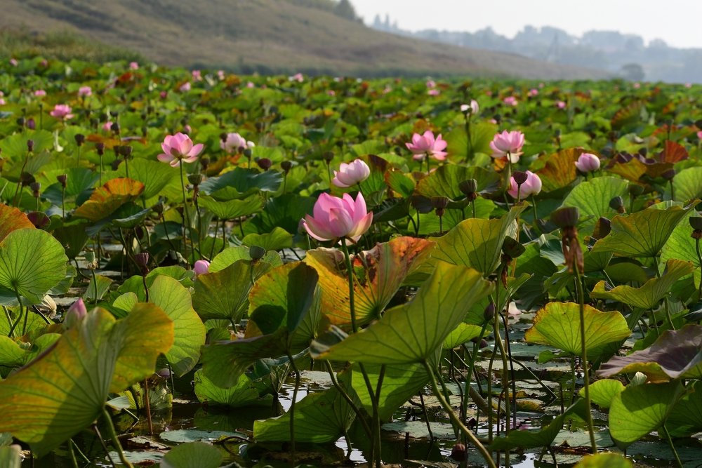 Лотосы Белогорья