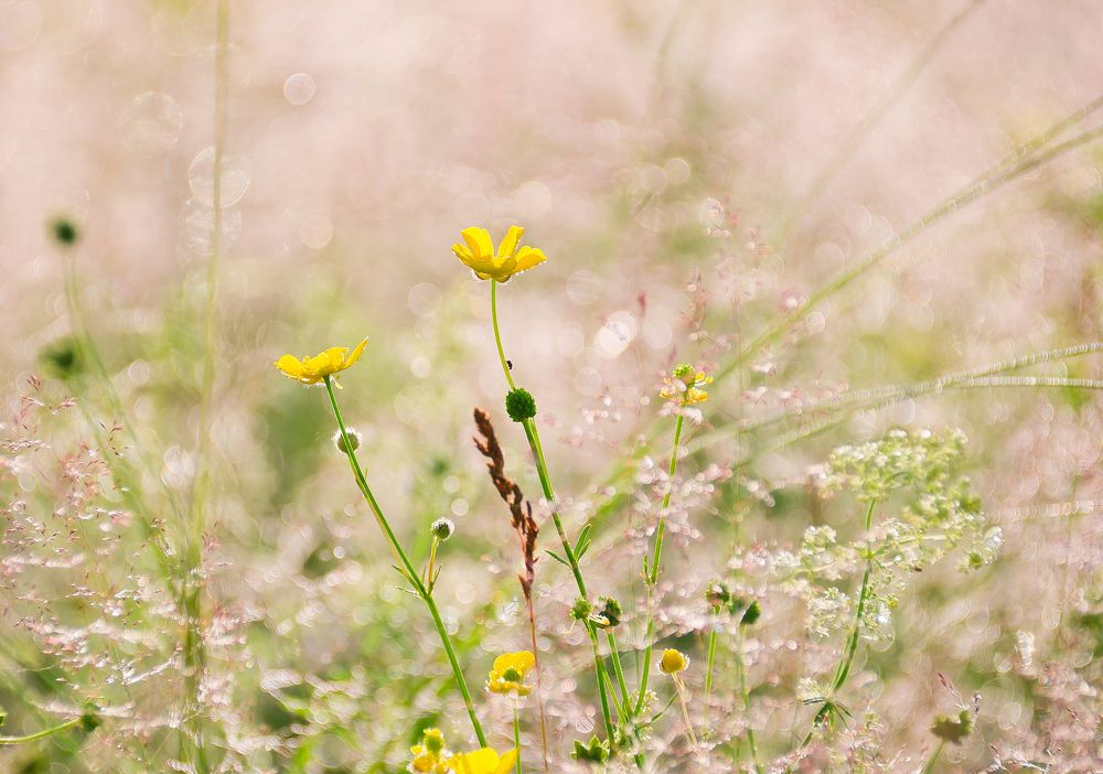 Свежесть раннего утра