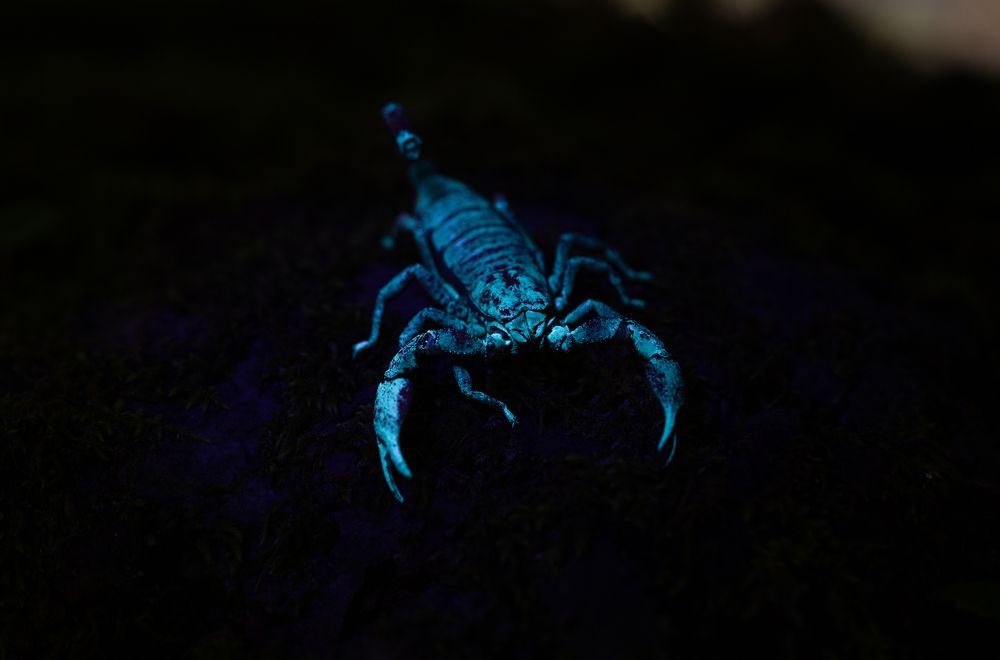 Photograph by Anand R J