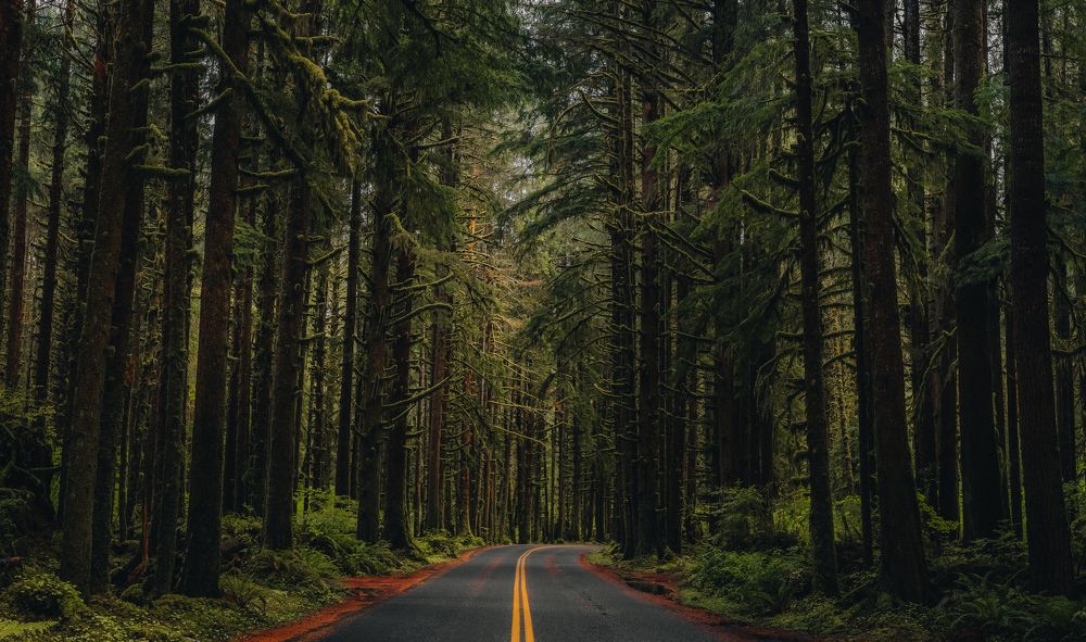 Hoh Rain Forest, USA