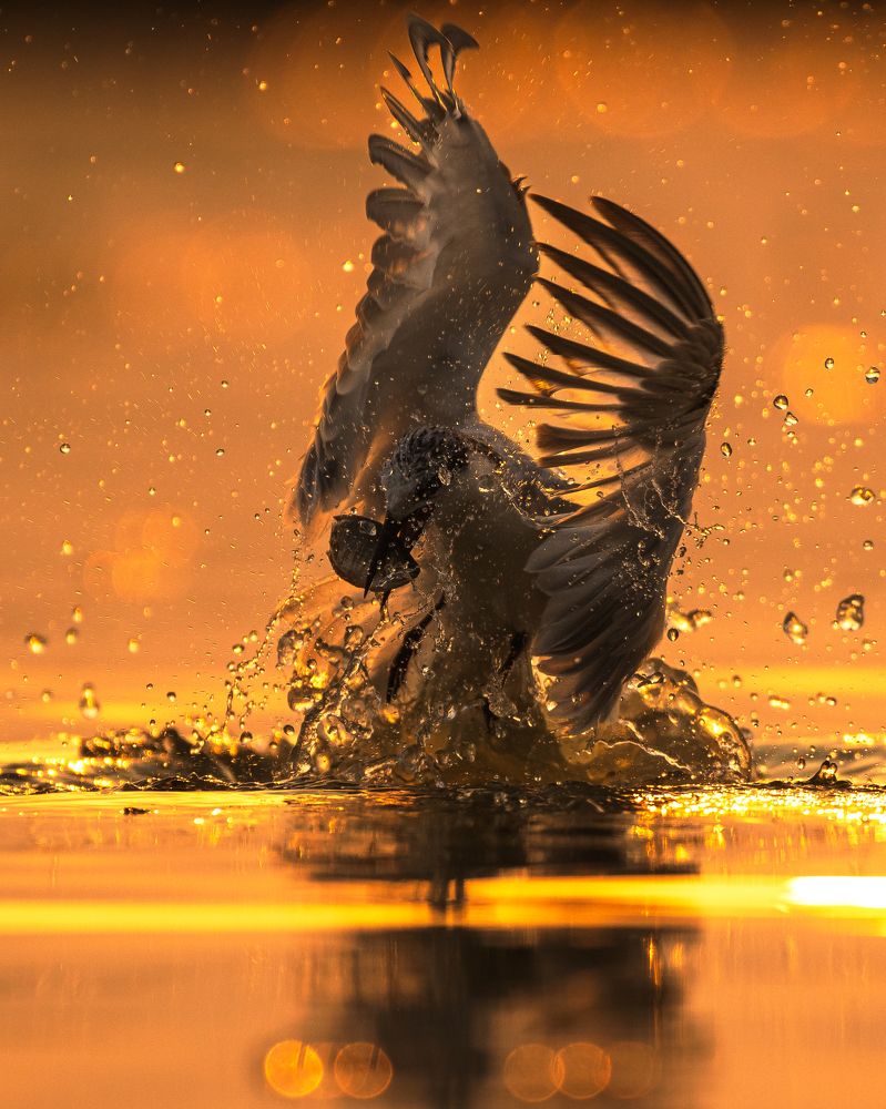 Photograph by Arnold judson Samuel