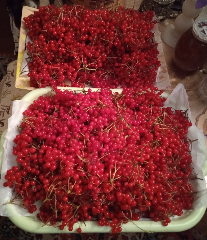 Калина красная