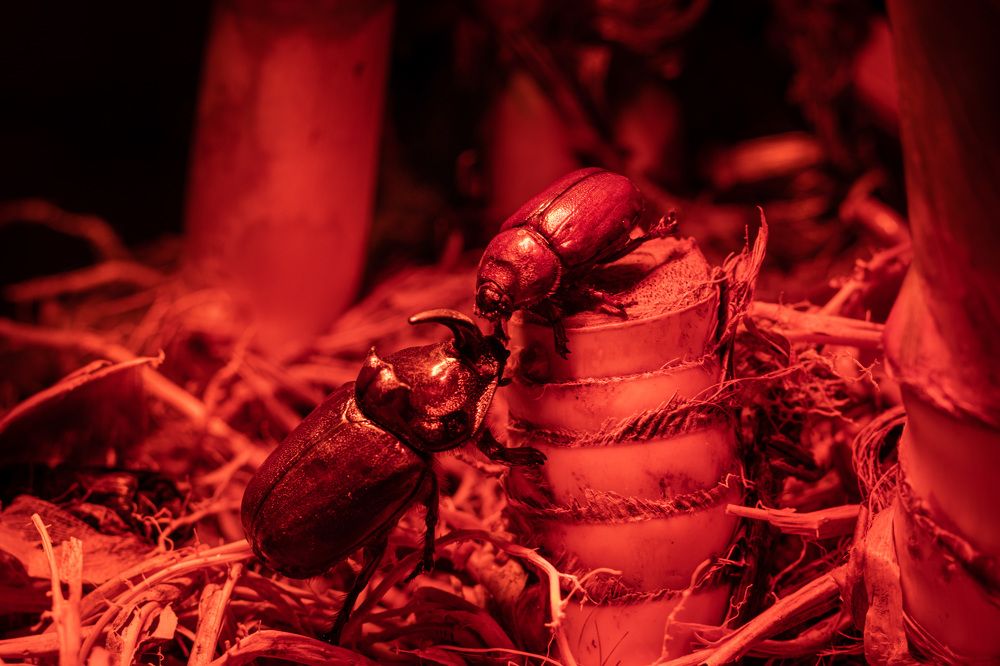Встреча в аду. Долориэль и Казимира.