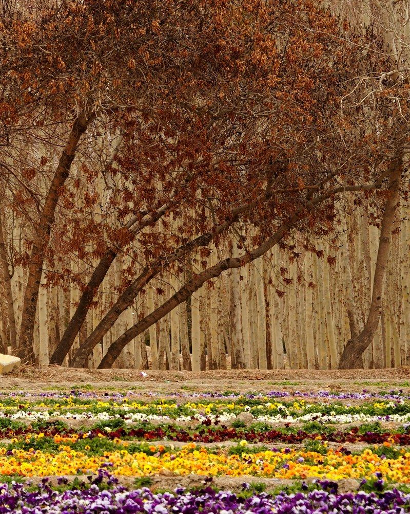 Photograph by kamran shirani