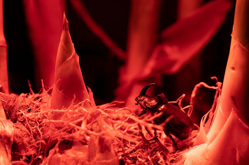 Восхождение на Эверест.