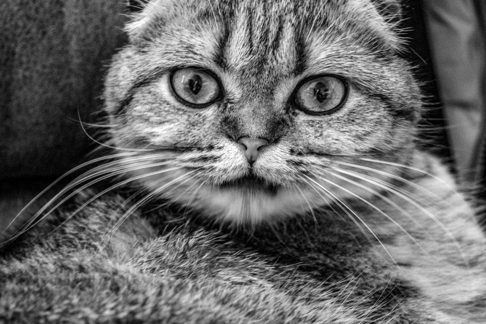 Photograph by Екатерина Шерабурко