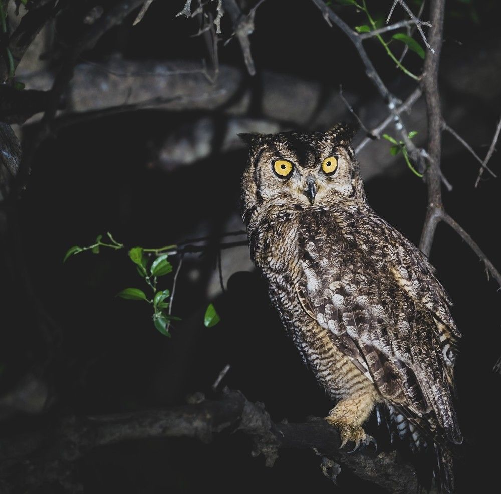 Photograph by Irvin Sabastian Nellikunnel Jose