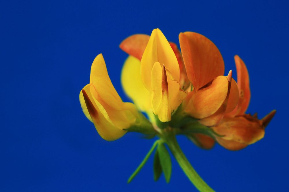 Цветок лядвенца