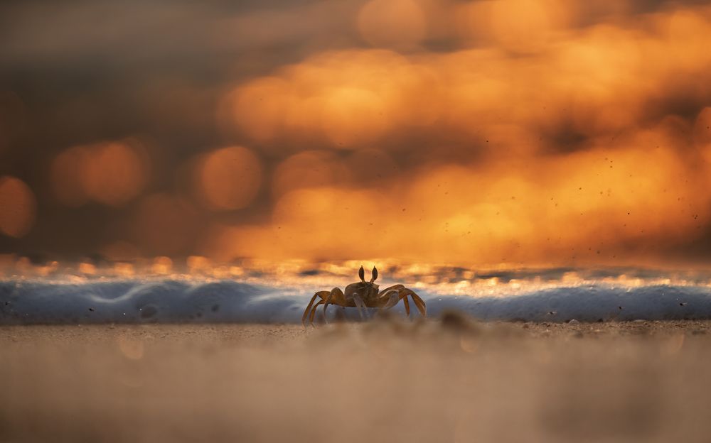 Photograph by Deepak KGK