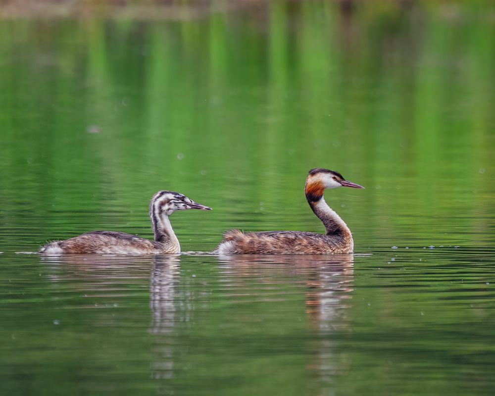 Чомга с птенцом