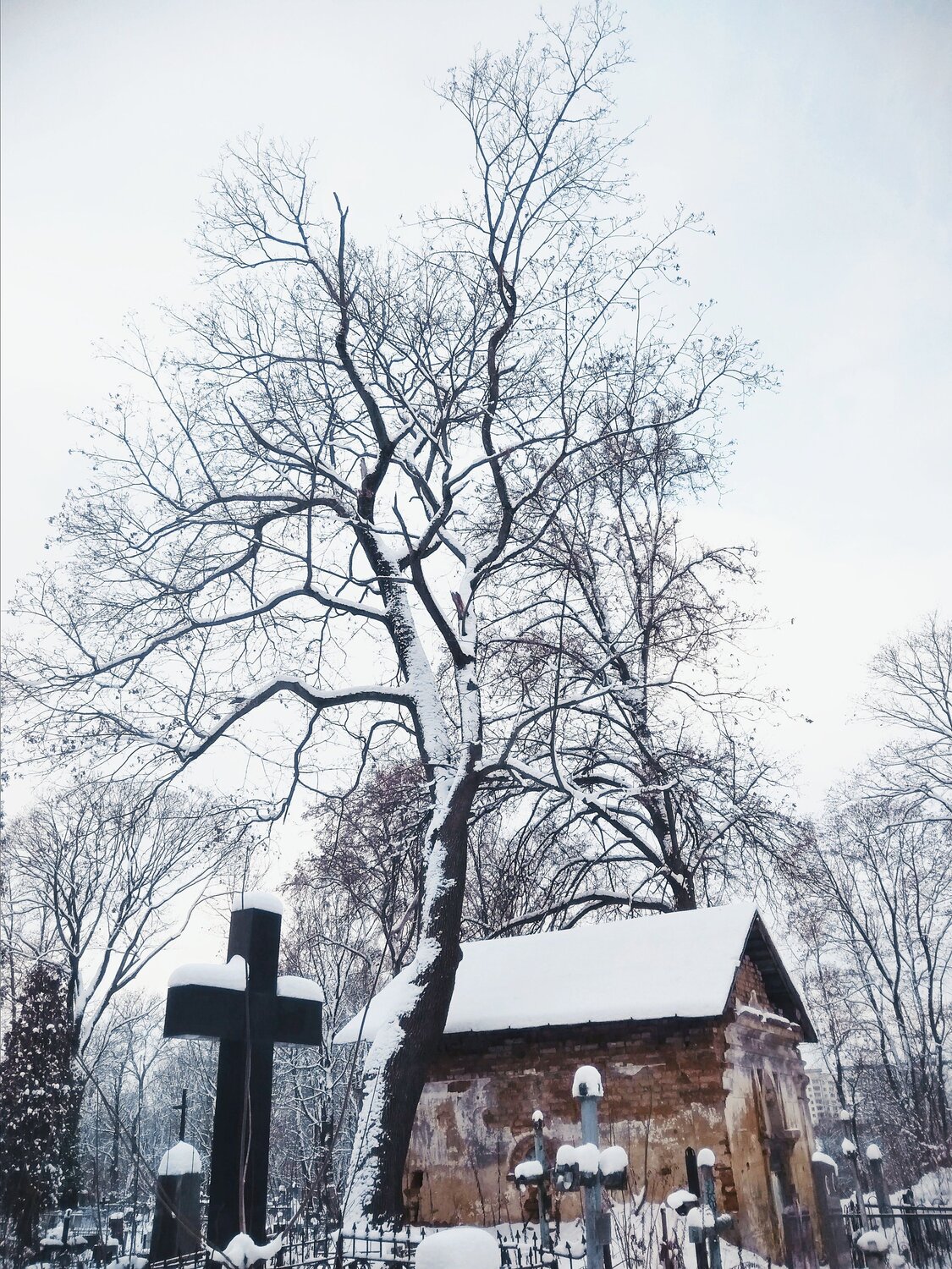 Photo #10400594