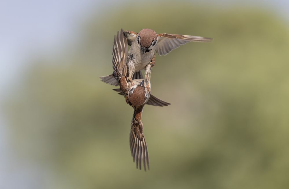 Одержать верх