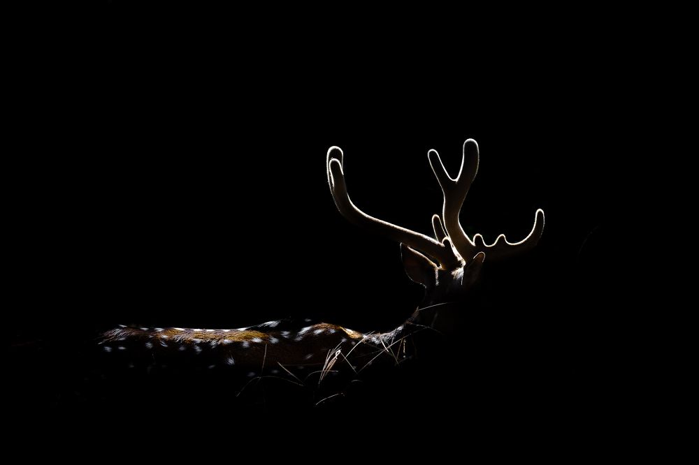 Photograph by Agnibho Saha