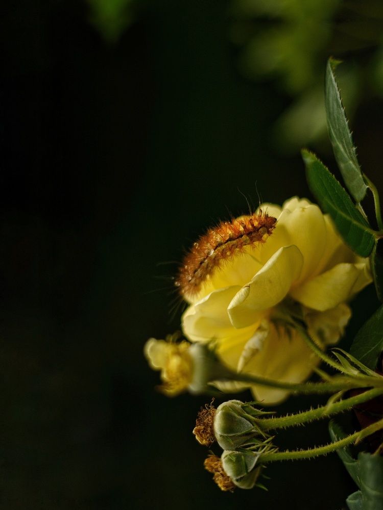 Я разговариваю сам с собой, потому что я единственный человек, чьи ответы мне нравятся