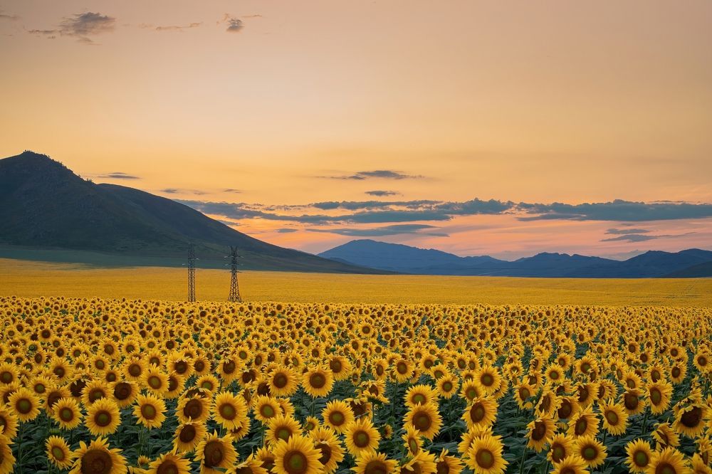 Photograph by Alissa Nabiullina