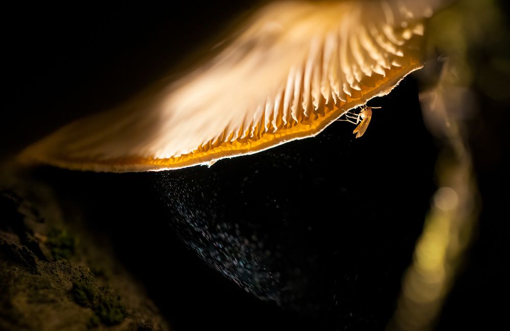 Photograph by Денис Пронин