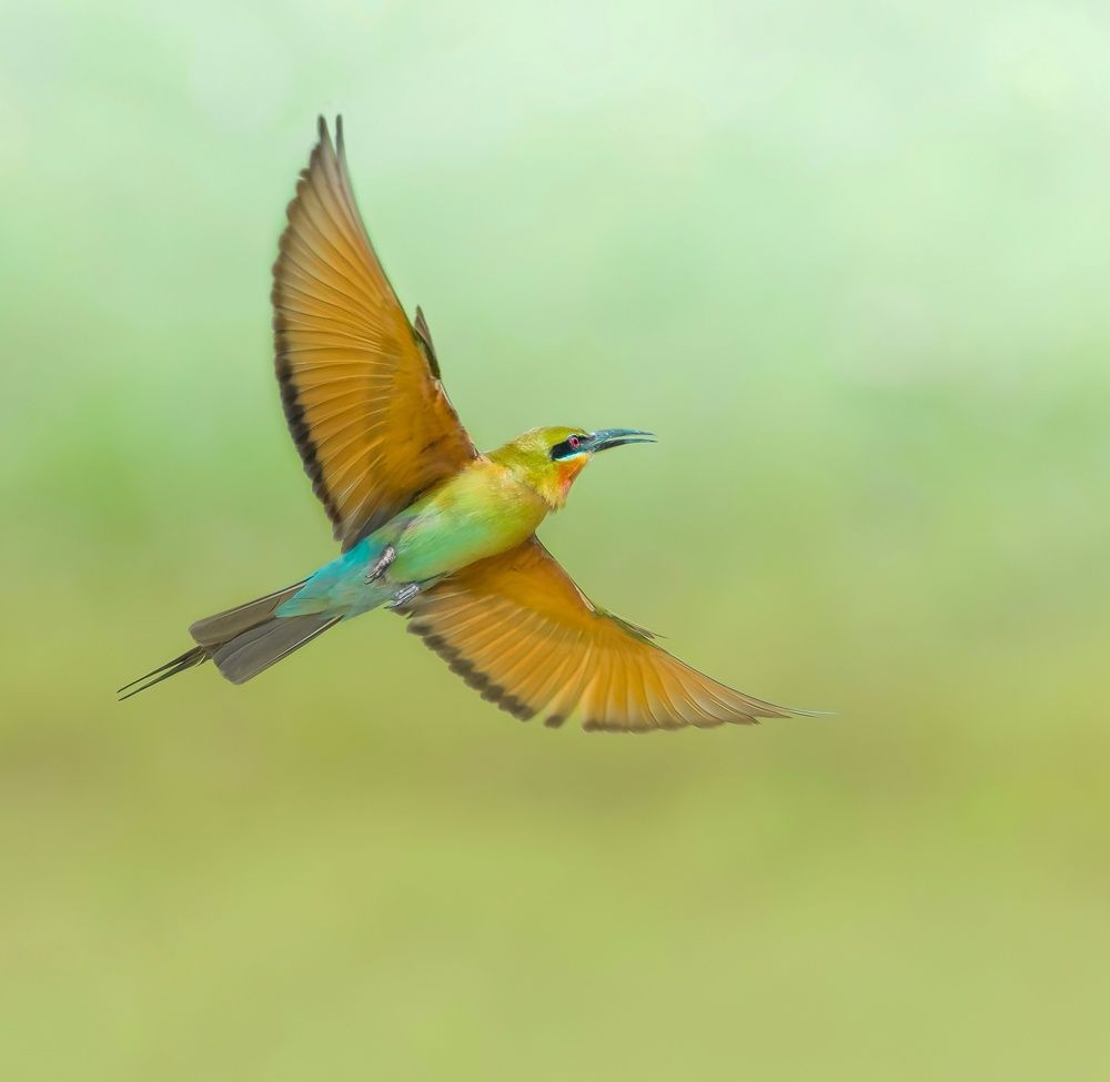 Photograph by Abhijit khatua