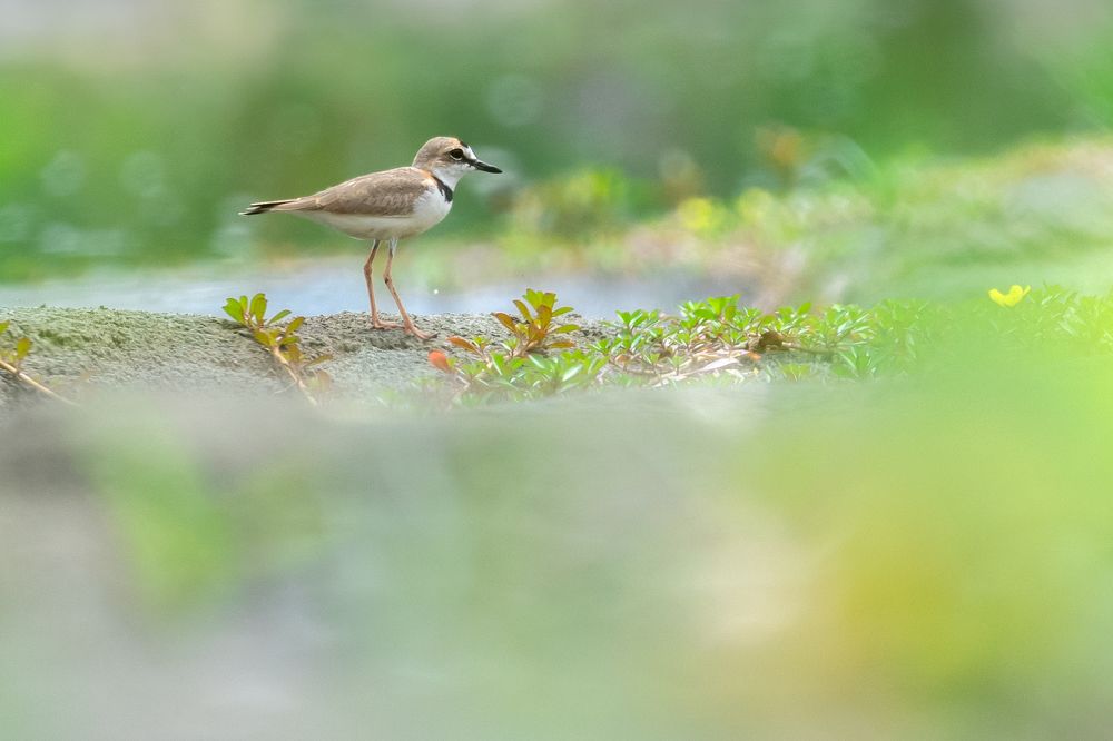 Photograph by Heiler