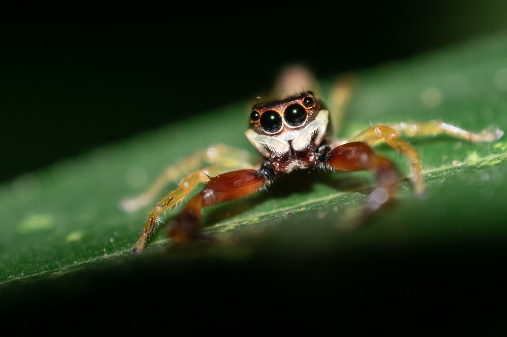 Photograph by Sudha Surendran