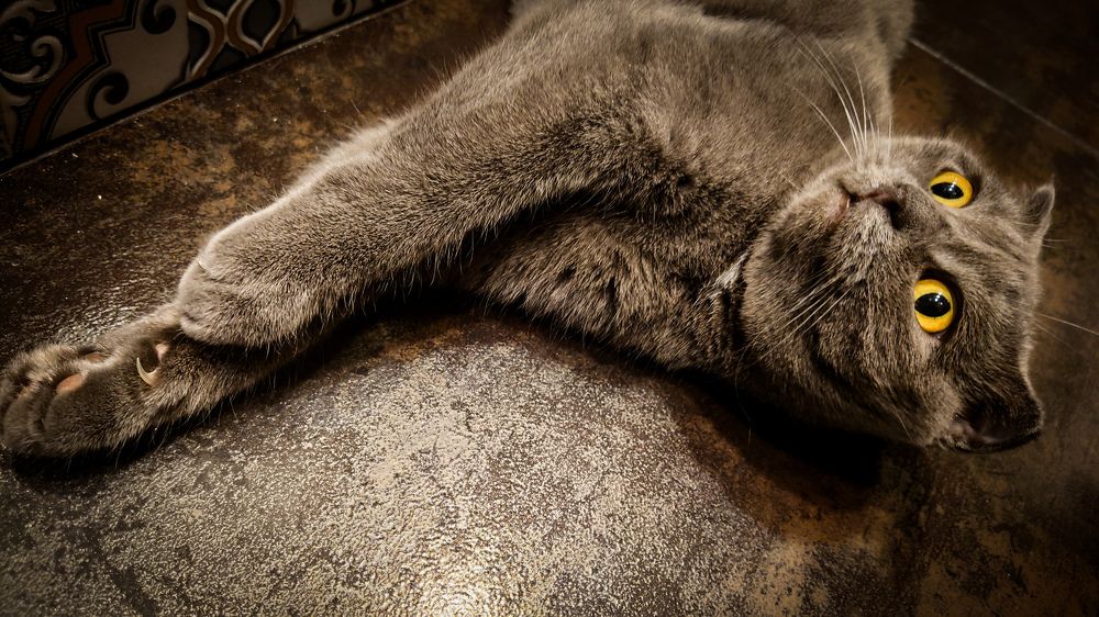 Фотография автора Elena Ku