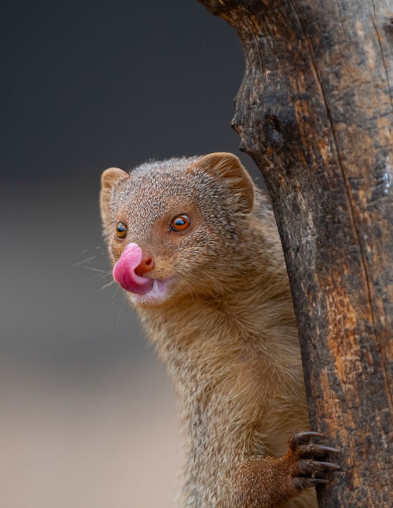 Indian Grey Mongoose
