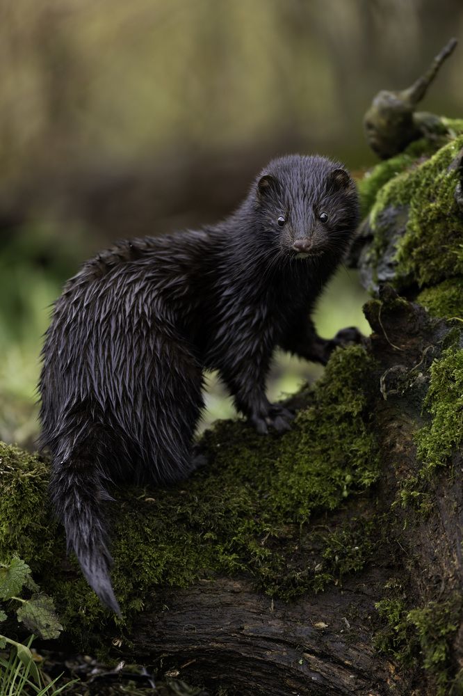 American Mink